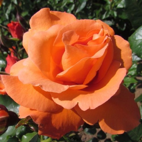 Rozen bestellen en bezorgen - klimroos - oranje - Rosa Bright Future - sterk geurende roos - Gordon Kirkham - -